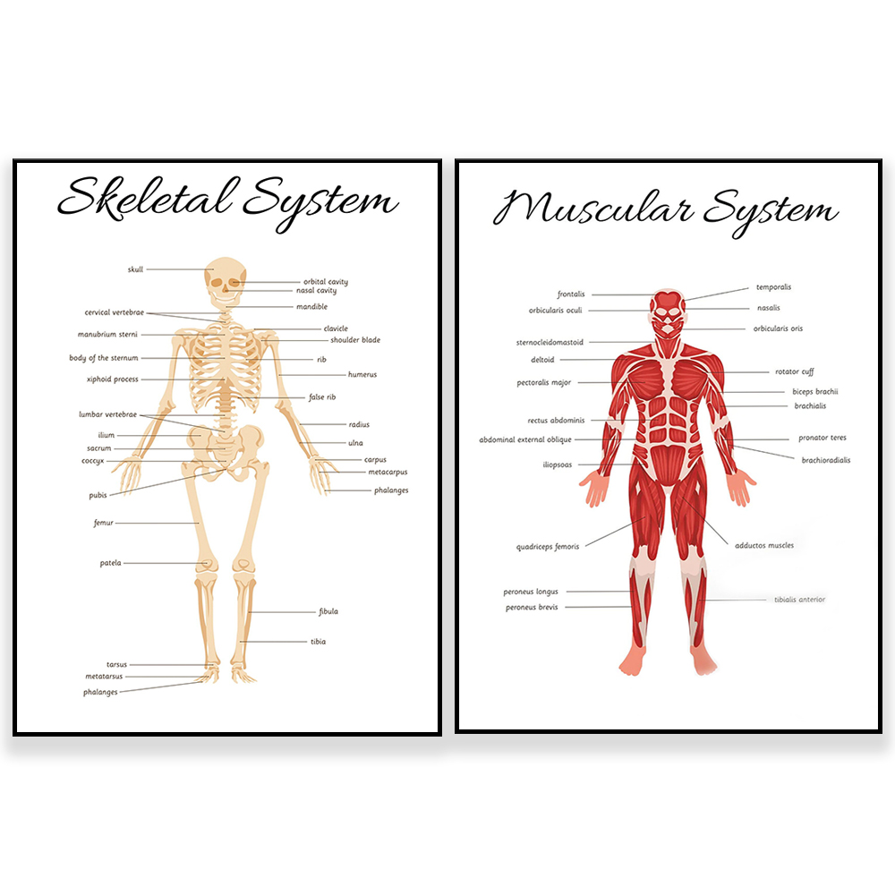Kids Education System - SISTEMA SKELETAL • Pôster educacional de